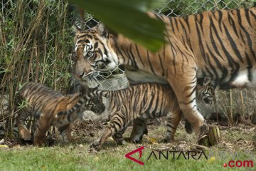 BKSDA Bengkulu menangkap pemburu harimau sumatera