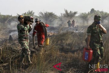 Walhi minta perketat pantau restorasi gambut korporasi