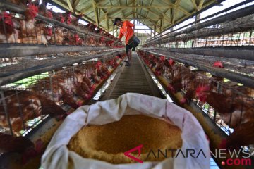 Harga pakan ayam naik