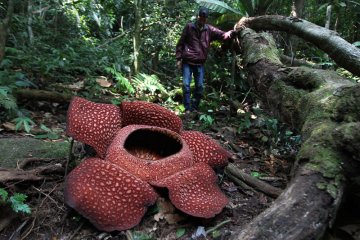 Rafflesia Arnoldii mekar di Bukit Daun Bengkulu