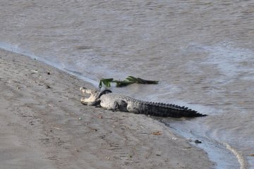 Buaya terjerat ban kembali muncul