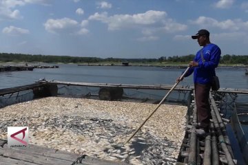 Terpapar racun, petani karamba gagal panen ikan