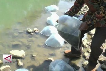 50 Sungai di Purworejo ditebari benih ikan