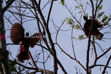 Mengintip kemunculan si pemalu cenderawasih di habitat aslinya