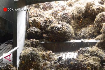 Angin segar untuk produk sawit Indonesia ke Eropa