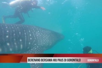 Uji adrenalin berenang bersama hiu paus di Gorontalo