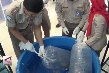 BKIPM Semarang buka posko penyerahan ikan invasif