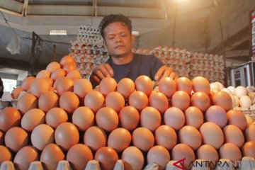 Kementan: stok telur ayam selama Ramadhan surplus