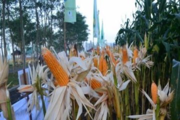 DJN: Indonesia tak perlu impor benih jagung