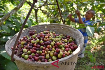 Produksi kopi nasional