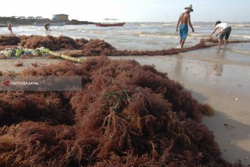 Petani Nunukan khawatirkan penyakit mengancam rumput laut