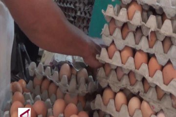 Pedagang Harap Pemerintah Segera Stabilkan Harga Telur dan Ayam