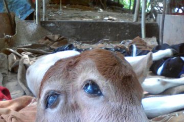 Anak sapi berkepala dua di Riau tak bisa bertahan hidup