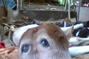 Sapi berkepala dua lahir di Riau, berikut videonya