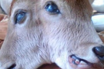 Warga Sukadana dikejutkan kelahiran anak sapi bermata satu di tengah