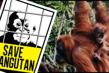 2 Orangutan Sumatera di Siantar Diduga Hasil Perburuan