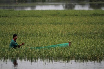 Ratusan Hektare Sawah Terendam Banjir