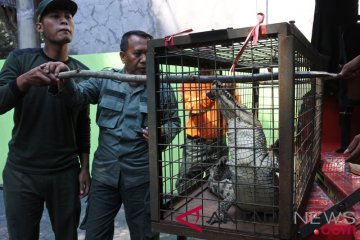 BKSDA perkirakan buaya di Bojonegoro dari muara