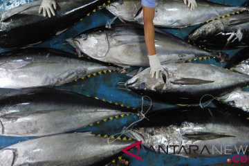 Ekspor ikan tuna Sumatera Barat