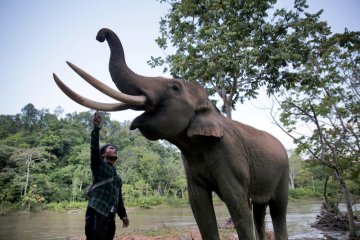 Gajah liar serang gajah jinak di Bener Meriah