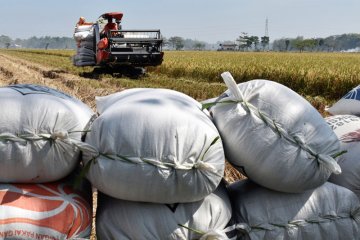 Harga gabah kering di Madiun