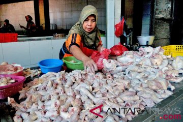 KPPU cari penyebab kenaikan harga daging ayam