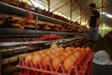 Harga telur ayam melonjak, anggota DPR prihatin