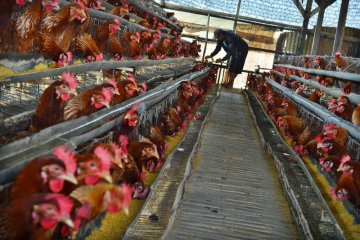 Masyarakat kurangi konsumsi telur ayam