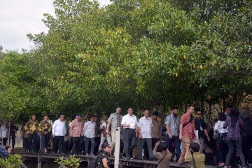 LIPI: hadang tsunami dengan mangrove