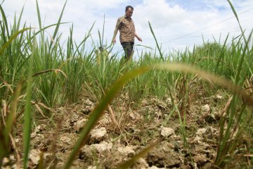 Di Jawa Barat, 9.311 hektare sawah kekeringan