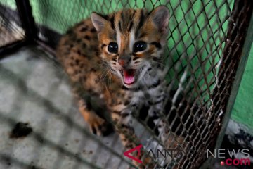 Kucing hutan resahkan peternak ayam di Lebak