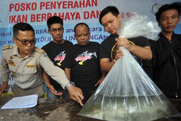 Masyarakat dilarang pelihara ikan berbahaya