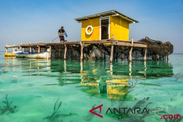 Sentra pembibitan ikan kerapu