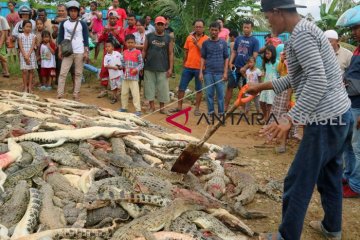 Warga Papua Barat bantai Ratusan ekor buaya