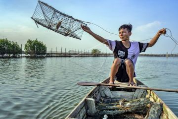 Mencari kepiting