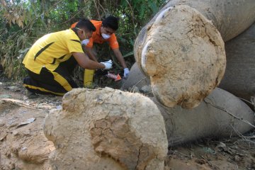 Gajah sumatera ditemukan mati di Aceh Timur