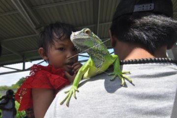 Hari ini, pameran reptil hingga festival kuliner