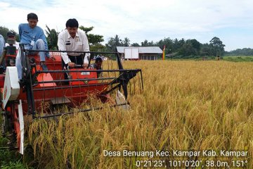 Produksi padi di Kampar capai 8 ton/ha berkat Jarwo Super