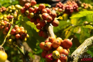 Pemerintah dorong pengembangan kopi nasional agar bersaing