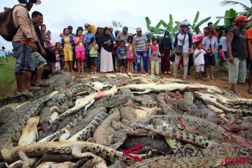 Ratusan buaya dibantai setelah penyerangan yang tewaskan Sugito