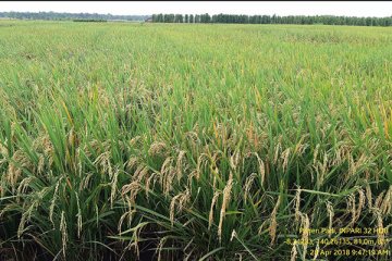 Libatkan TNI, Pasaman Barat cetak 98 hektare sawah baru