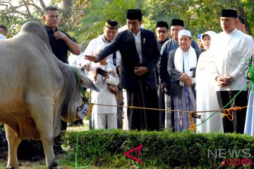 Sapi Kurban Presiden Jokowi