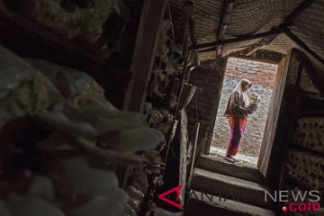 Budi Daya Jamur Tiram