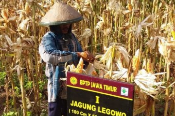 Rekayasa tanam jagung "double row" lebih produktif