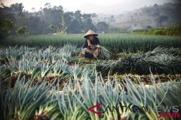 Agustus, Kementan sebut harga cabai dan bawang turun signifikan