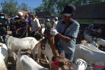 Jakbar temukan hewan tidak layak kurban