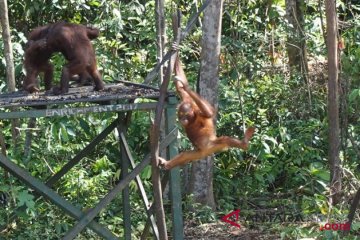 Orangutan adopsi Bridgestone siap dikembalikan ke habitat