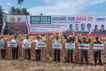 Sigi panen raya jagung varietas nasa 29