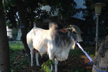 Sapi kurban terberat milik Presiden Jokowi di Istiqlal