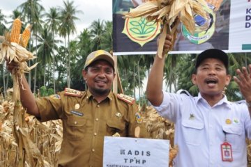 Dampak likuefaksi, 450 hektare sawah Parigi Moutong jadi lahan jagung